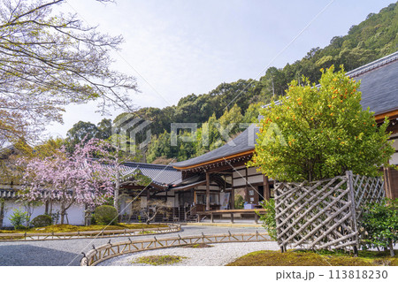 春の京都 二尊院 本堂と右近の橘・左近の桜 春の京都 二尊院 本堂と右近の橘・左近の桜 113818230