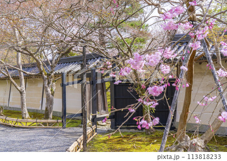 春の京都　二尊院　黒門と桜 113818233