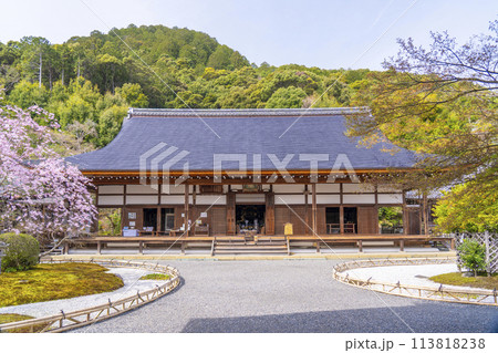 春の京都　二尊院　本堂と右近の橘・左近の桜 113818238