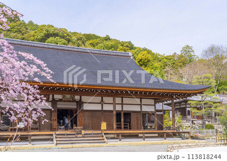 春の京都 二尊院 本堂と左近の桜 春の京都 二尊院 本堂と左近の桜 113818244