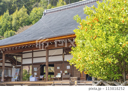 春の京都 二尊院 本堂と右近の橘 春の京都 二尊院 本堂と右近の橘 113818252