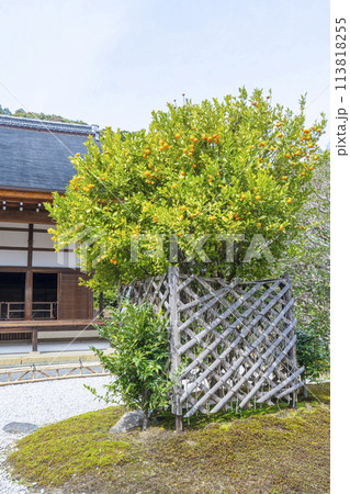 春の京都　二尊院　本堂と右近の橘 113818255