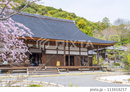 春の京都　二尊院　本堂と右近の橘・左近の桜 113818257