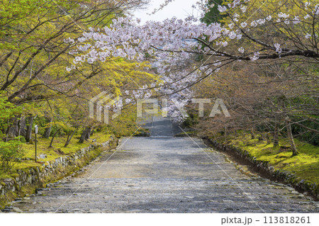 春の京都 二尊院 「紅葉の馬場」の桜模様 春の京都 二尊院 「紅葉の馬場」の桜模様 113818261