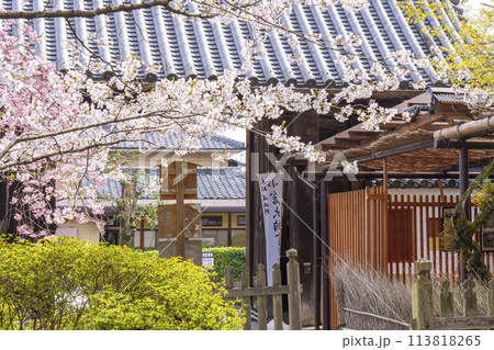 春の京都　二尊院　桜と総門 113818265