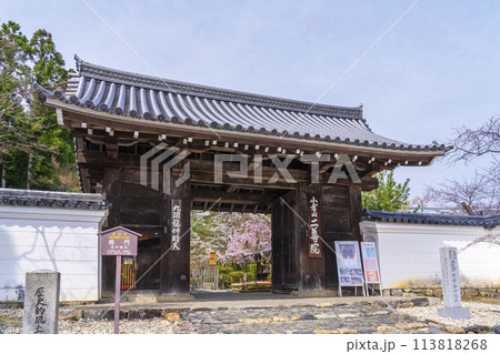 春の京都　二尊院　総門から見える満開の桜 113818268