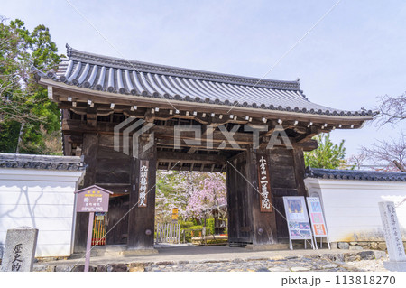 春の京都 二尊院 総門から見える満開の桜 春の京都 二尊院 総門から見える満開の桜 113818270