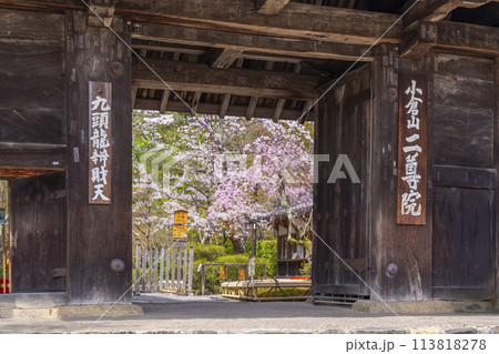 春の京都　二尊院　総門から見える満開の桜 113818278
