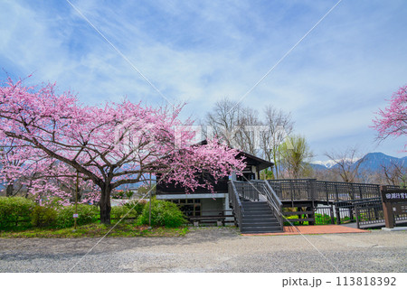 【百楽桜】田淵行男記念館【安曇野市】 113818392