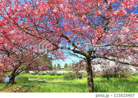 【富山県】快晴の富山県中央植物園の満開の桜（サクラ・ウメ園） 113818407
