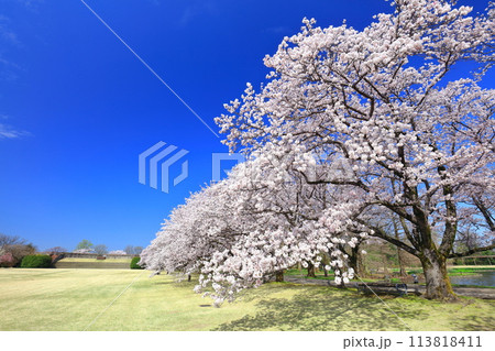 【富山県】快晴の富山県中央植物園の満開の桜(花のプロムナード) 【富山県】快晴の富山県中央植物園の満開の桜(花のプロムナード) 113818411