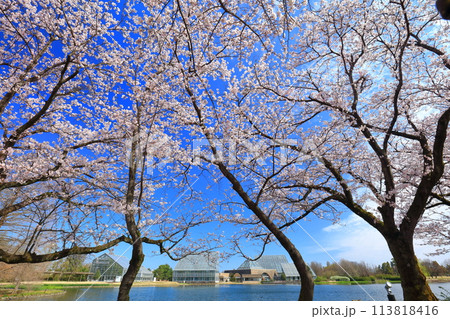 【富山県】快晴の富山県中央植物園の満開の桜（北池） 113818416