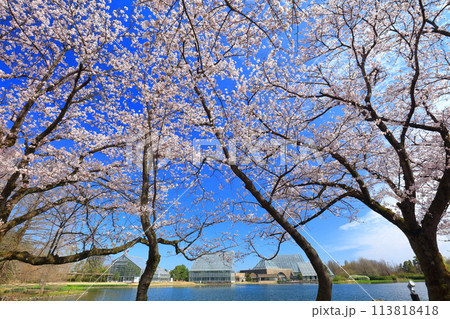 【富山県】快晴の富山県中央植物園の満開の桜（北池） 113818418
