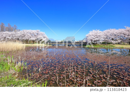 【富山県】快晴の富山県中央植物園の満開の桜（北池） 113818423