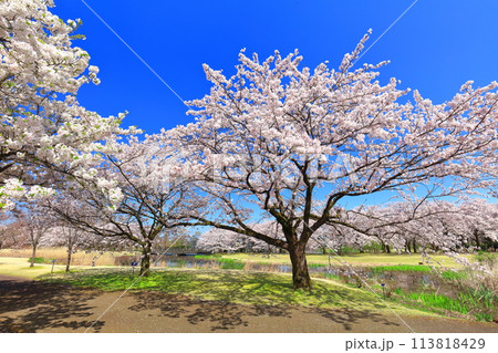 【富山県】快晴の富山県中央植物園の満開の桜（花のプロムナード） 113818429
