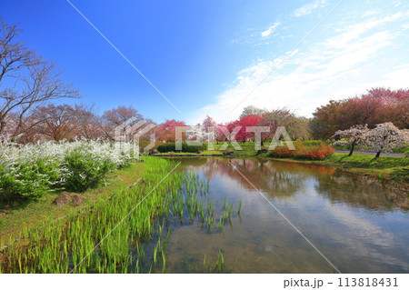 【富山県】快晴の富山県中央植物園の満開の桜(南池) 【富山県】快晴の富山県中央植物園の満開の桜(南池) 113818431