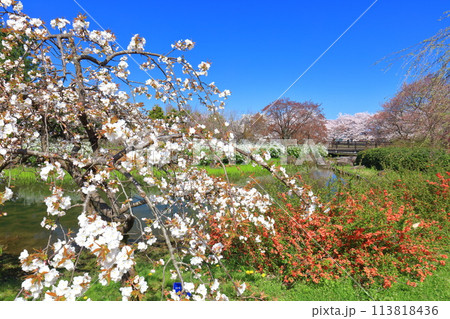 【富山県】快晴の富山県中央植物園の満開の桜（サクラ・ウメ園） 113818436