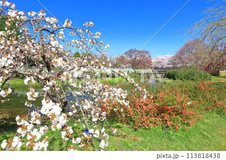 【富山県】快晴の富山県中央植物園の満開の桜(サクラ・ウメ園) 【富山県】快晴の富山県中央植物園の満開の桜(サクラ・ウメ園) 113818438