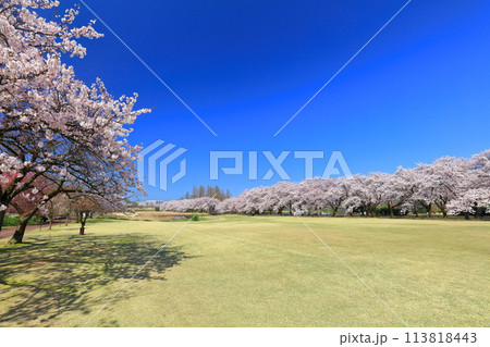 【富山県】快晴の富山県中央植物園の満開の桜（花のプロムナード） 113818443