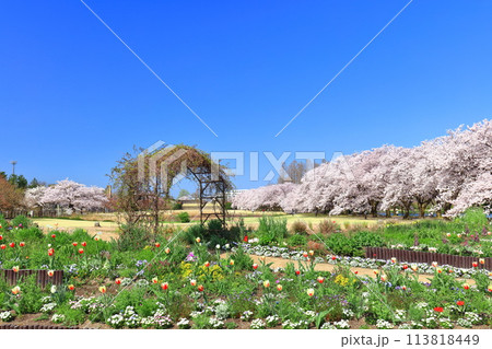 【富山県】快晴の富山県中央植物園の満開の桜とチューリップ 113818449
