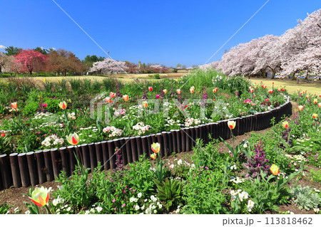 【富山県】快晴の富山県中央植物園の満開の桜とチューリップ 【富山県】快晴の富山県中央植物園の満開の桜とチューリップ 113818462