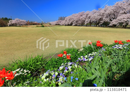 【富山県】快晴の富山県中央植物園の満開の桜とチューリップ 113818471