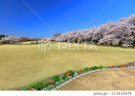 【富山県】快晴の富山県中央植物園の満開の桜とチューリップ 113818476