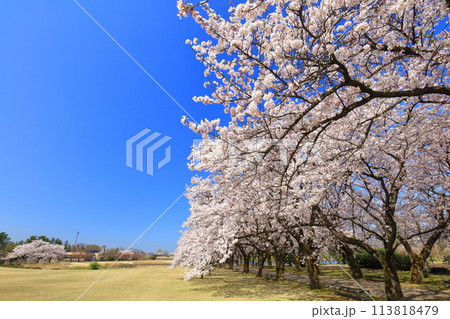 【富山県】快晴の富山県中央植物園の満開の桜（花のプロムナード） 113818479