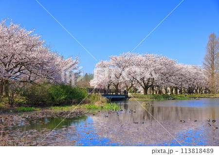 【富山県】快晴の富山県中央植物園の満開の桜（北池） 113818489