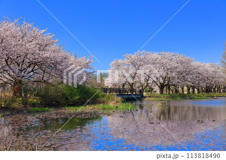 【富山県】快晴の富山県中央植物園の満開の桜（北池） 113818490