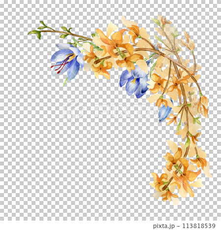 Arrangement of yellow and blue spring flowers watercolor illustration isolated on white. Composition of crocus and forsythia blooming hand drawn. Floral sketch for greeting card, package, label Arrangement of yellow and blue spring flowers watercolor illustration isolated on white. Composition of crocus and forsythia blooming hand drawn. Floral sketch for greeting card, package, label 113818539