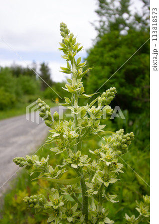 バイケイソウ 113818573