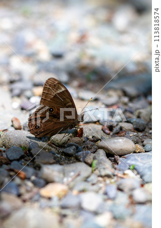 クロヒカゲ 113818574