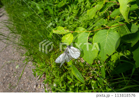 エゾシロチョウ 113818576