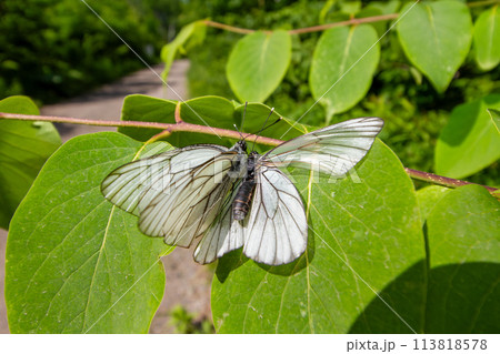 エゾシロチョウ 113818578