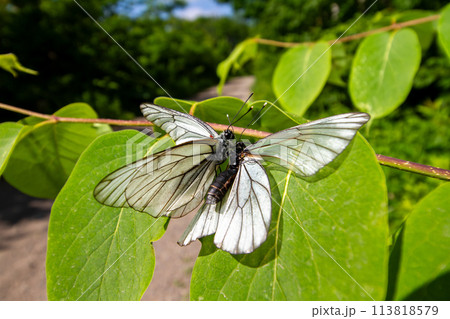 エゾシロチョウ 113818579