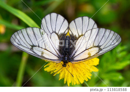 ウスバシロチョウ ウスバシロチョウ 113818588