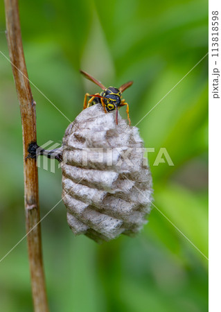 フタモンアシナガバチ フタモンアシナガバチ 113818598