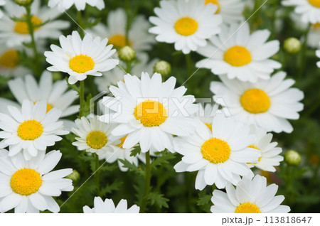 凛々しいノースポール 113818647