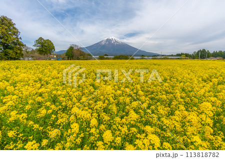 富士山と菜の花の花畑と桜 113818782