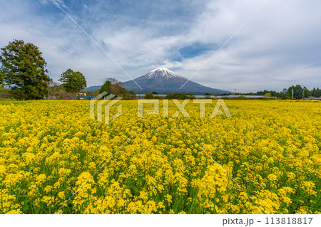 富士山と菜の花の花畑と桜 113818817