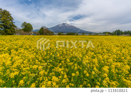 富士山と菜の花の花畑と桜 113818821