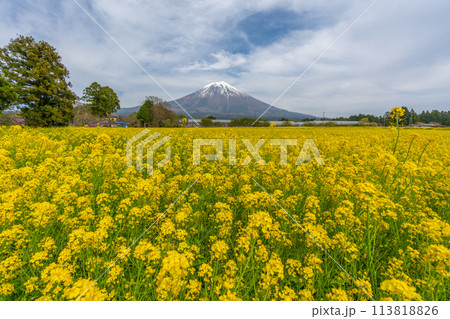 富士山と菜の花の花畑と桜 113818826