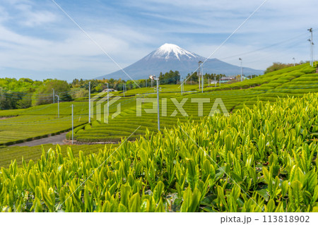 美しい茶畑と桜と富士山の風景 　新茶の時期の写真 113818902