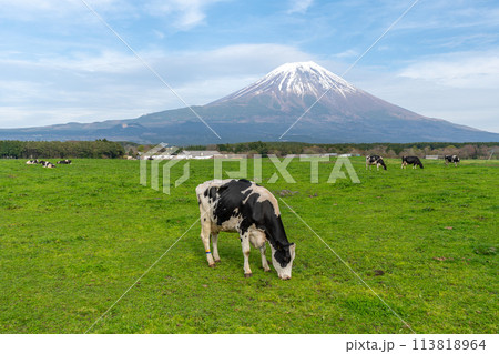富士山　朝霧高原の牧場　牛  113818964