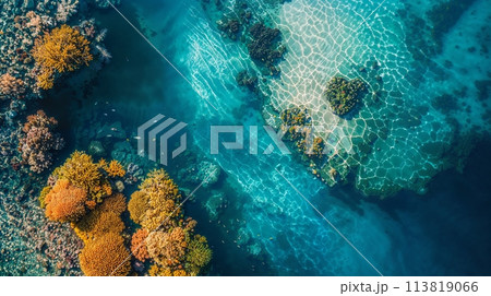 Underwater view of azure water with fluid coral reef and marine organisms 113819066