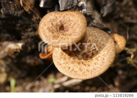 シイタケに似るアミスギタケ（自然光＋ストロボ、マクロ接写撮影） 113819266