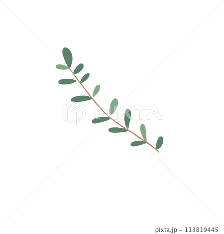 Decor leaves. Colorful plant element, organic garden foliage, botanical beautiful branch isolated on white. Seasonal floral hers with berry for greeting and wedding cards Decor leaves. Colorful plant element, organic garden foliage, botanical beautiful branch isolated on white. Seasonal floral hers with berry for greeting and wedding cards 113819445