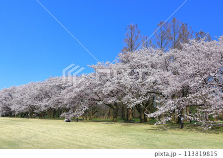 【富山県】快晴の富山県中央植物園の満開の桜(花のプロムナード) 【富山県】快晴の富山県中央植物園の満開の桜(花のプロムナード) 113819815
