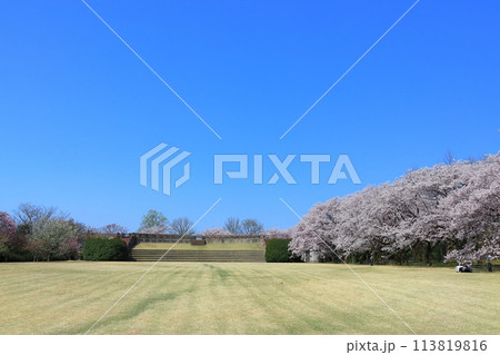 【富山県】快晴の富山県中央植物園の満開の桜（花のプロムナード） 113819816